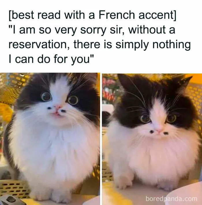 50 Chucklesome Memes That Make The Perfect Blend Of Animals And Comedy
