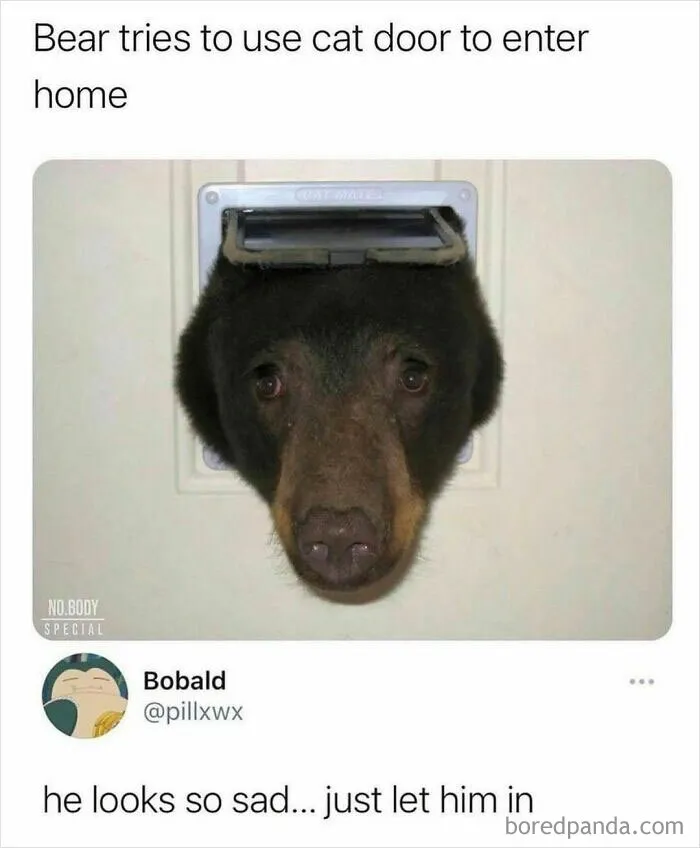 50 Chucklesome Memes That Make The Perfect Blend Of Animals And Comedy