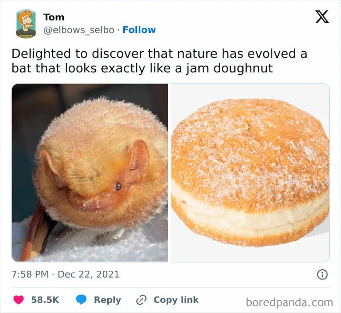50 Chucklesome Memes That Make The Perfect Blend Of Animals And Comedy