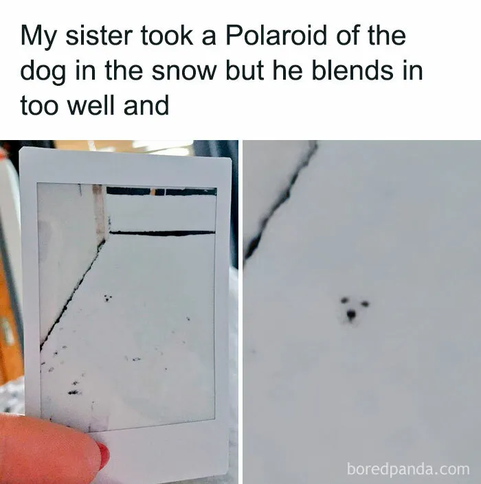 50 Chucklesome Memes That Make The Perfect Blend Of Animals And Comedy