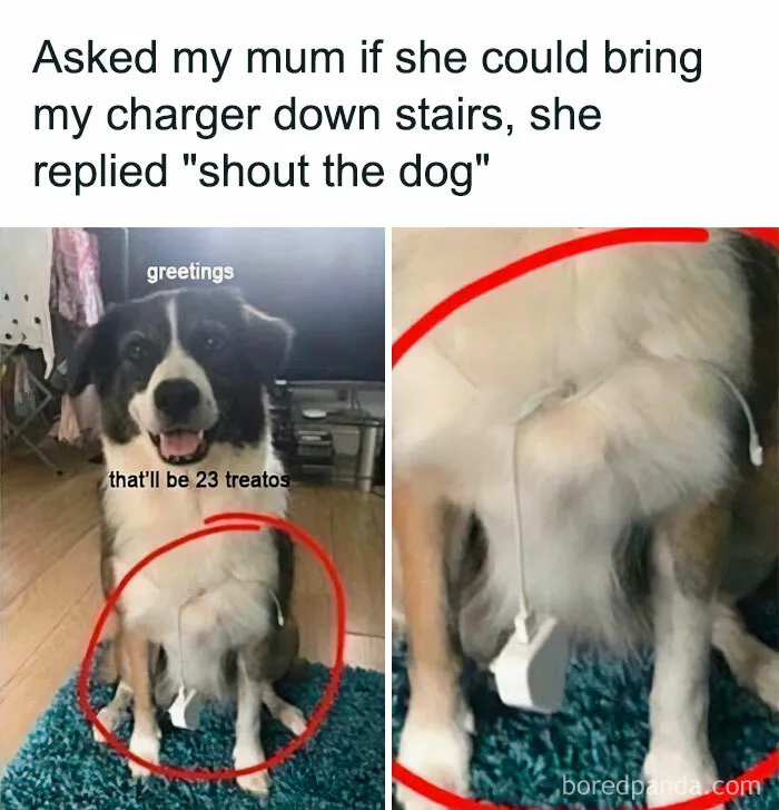 50 Chucklesome Memes That Make The Perfect Blend Of Animals And Comedy