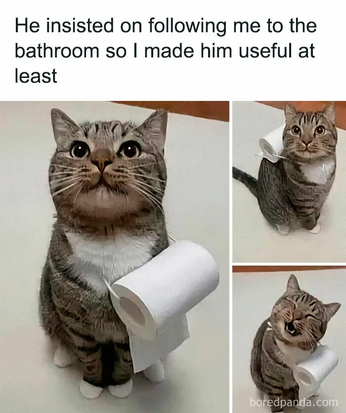 50 Chucklesome Memes That Make The Perfect Blend Of Animals And Comedy