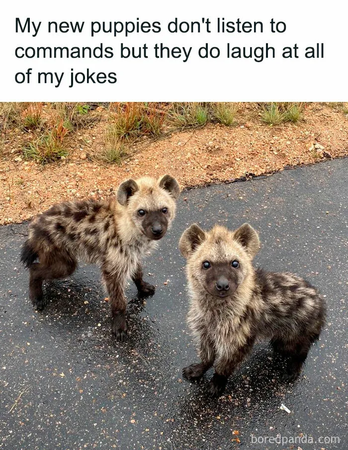 46 Funny And Relatable Memes That Might Make You Sigh In Agreement