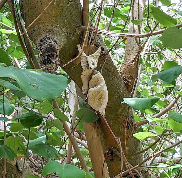 Tree Fox