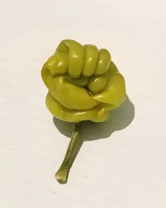 My Pepper Looks Like A Fist