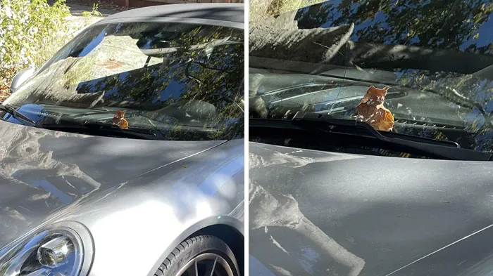 Cute Kitty On A Windshield