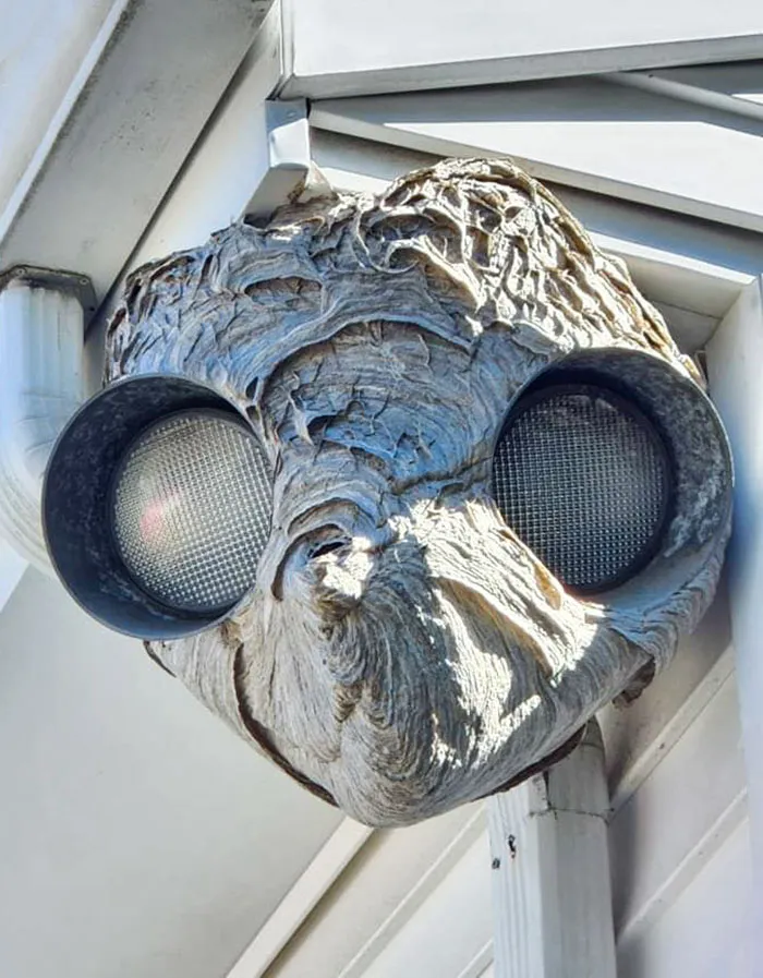 Wasps Built A Wasp