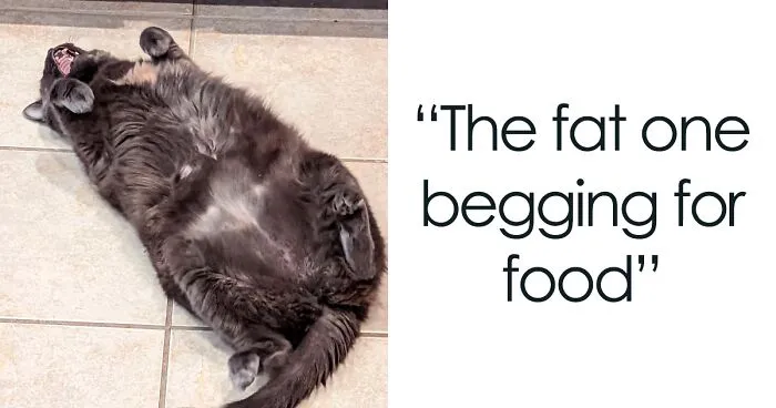 50 Times Cats Could Not Shut Up, So Their Owners Took A Pic (New Pics)