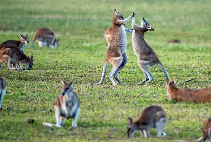 Kangaroos engaging playfully in a green field, prompting curious shower thoughts questions about animal behavior.