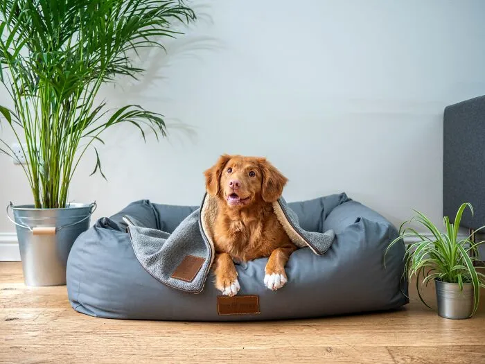 Dog lounging in a cozy bed, surrounded by plants, evoking thoughts and curiosity.