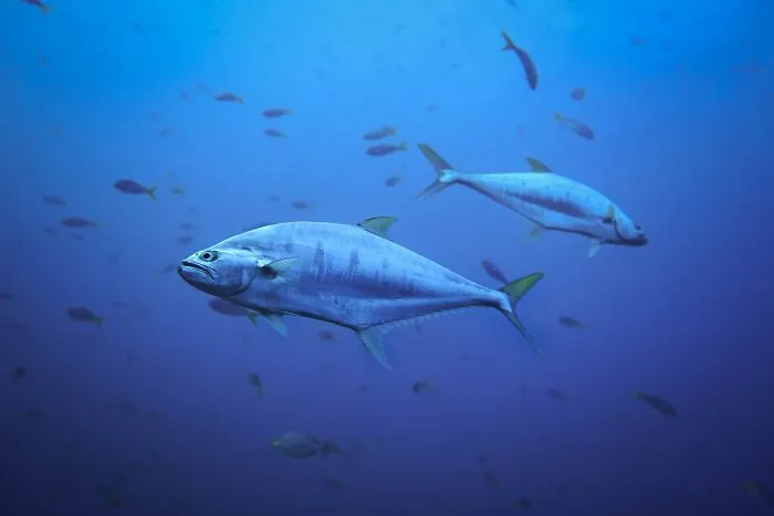 Two fish swimming in deep blue ocean, sparking a moment of shower thoughts, surrounded by a school in the background.