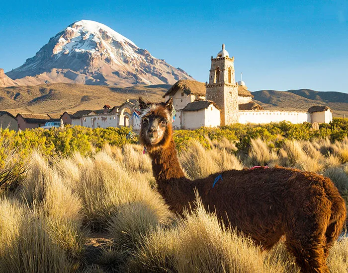 Alpaca in front of Nevado Sajama, Bolivia