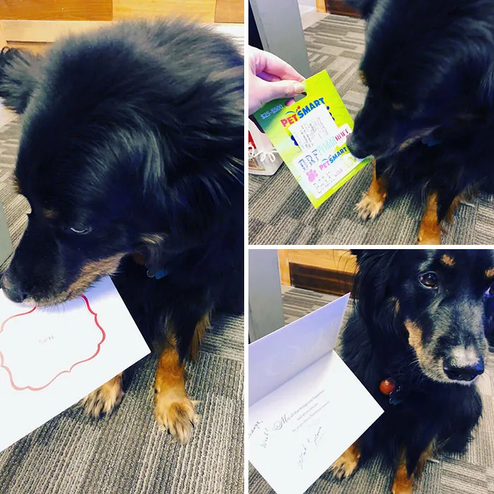 My Dog Goes To Work With Me Every Day And My Bosses Gave Him A Christmas Bonus