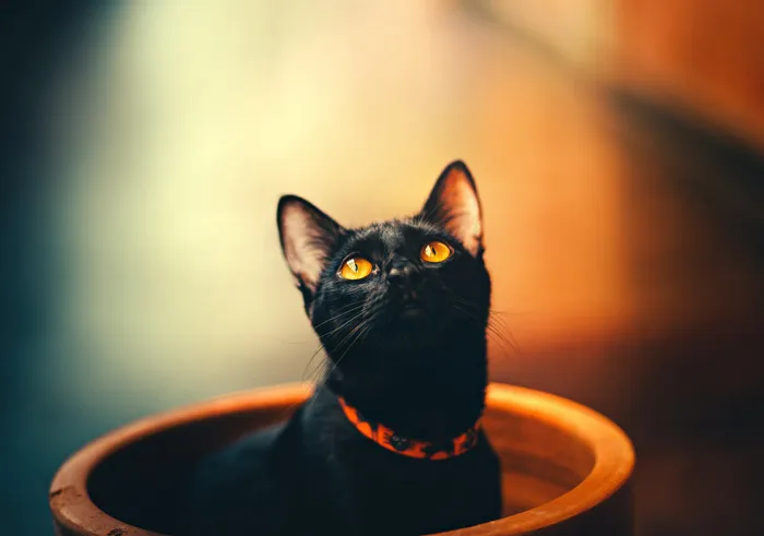 155 Halloween Trivia Questions To Make The Scariest Night Even Scarier