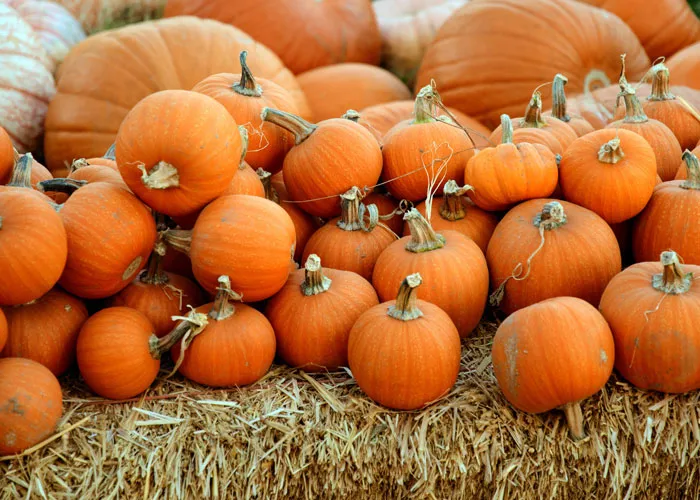 155 Halloween Trivia Questions To Make The Scariest Night Even Scarier