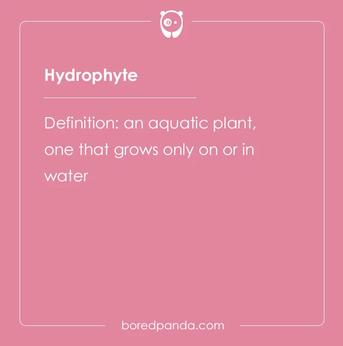 Hydrophyte definition card from hard spelling bee words, describing an aquatic plant that grows in water.