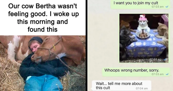 50 Hilarious Animal Memes From This Instagram Page