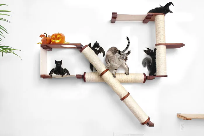 Spooky Halloween Cats (12 Pics)