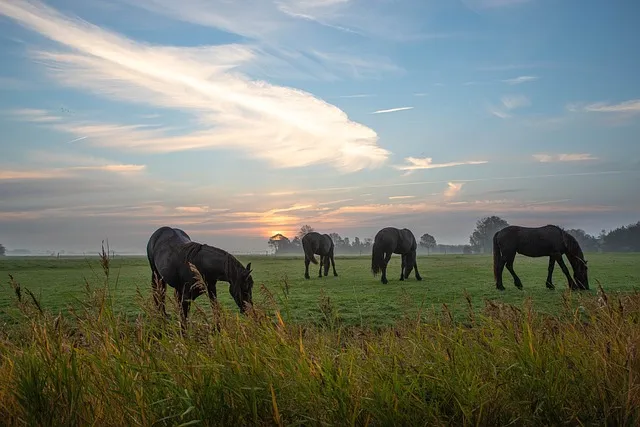Friesland: A Unique Dutch Province