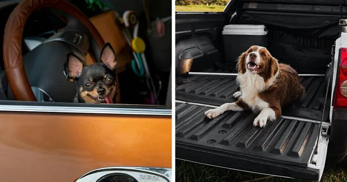 How to get Dog Hair out of your Car (10 Effective Methods)