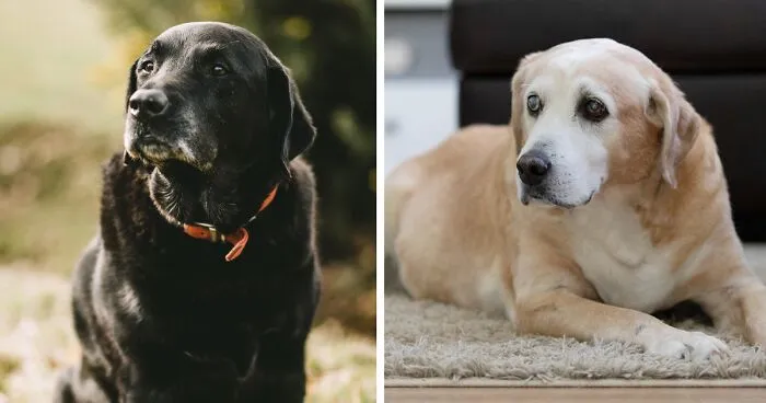 How to Tell a Dog's Age: Vet Tips to Find Out Dog’s Age