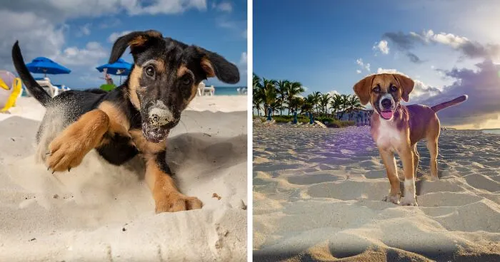 I Took Photos Of These puppies On The Beach To Help Them Get Adopted (16 Pics)