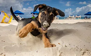 I Took Photos Of These puppies On The Beach To Help Them Get Adopted (16 Pics)