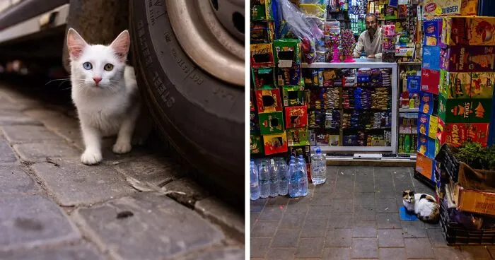 I Photographed Stray Cats Hours Before An Earthquake In Morocco, And Here’s The Result (40 Pics)