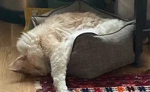 Hey Pandas, Post Pictures Of The Best Cat Sleep Positions You’ve Captured
