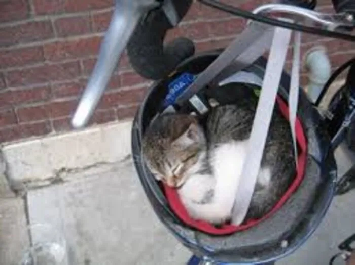 Not My Cat But Found This Little Guy After School