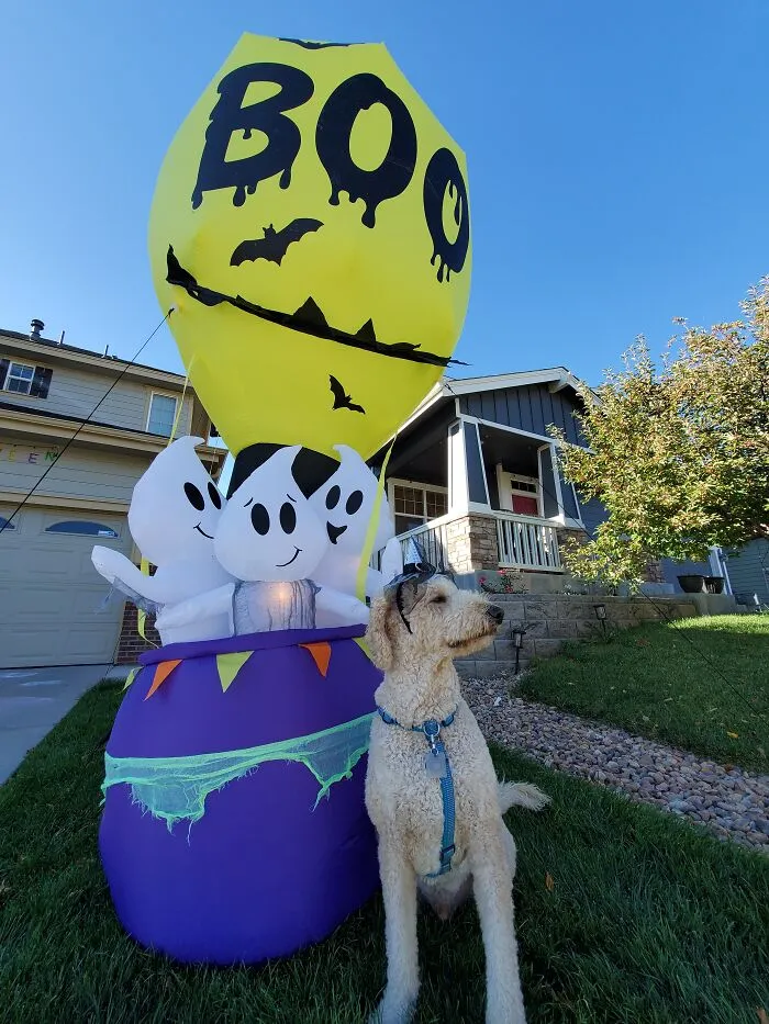 Our Dog Poses With Neighbors' Halloween Decorations (14 Pics)