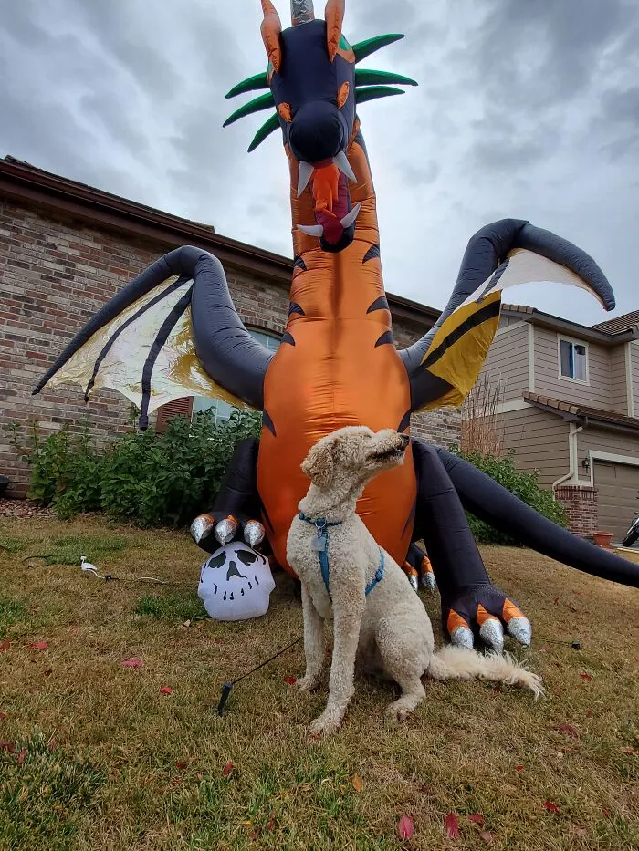 Our Dog Poses With Neighbors' Halloween Decorations (14 Pics)