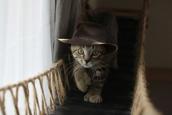Indiana Jones Kitty