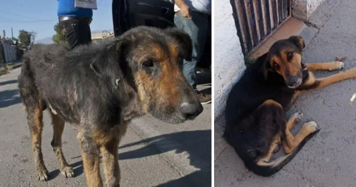Guy Shares 22 Incredible Before & After Rescue Dog Transformations, Shows What Love Can Do (New Pics)