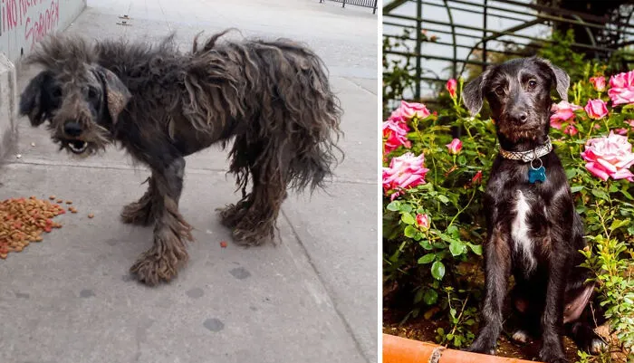 Guy Shares 22 Incredible Before & After Rescue Dog Transformations, Shows What Love Can Do (New Pics)