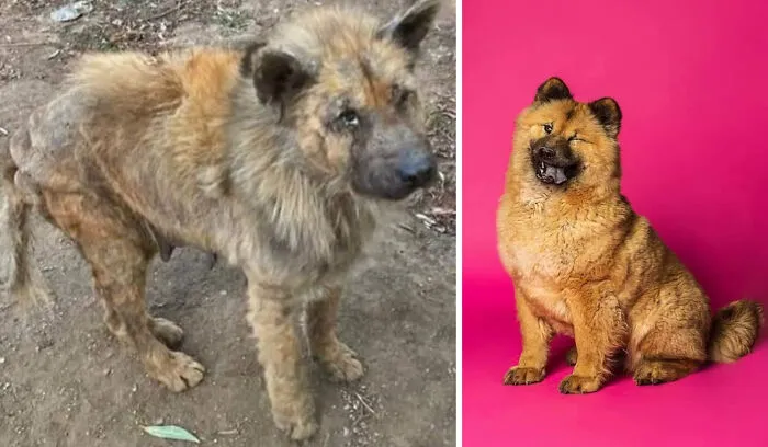 Guy Shares 22 Incredible Before & After Rescue Dog Transformations, Shows What Love Can Do (New Pics)
