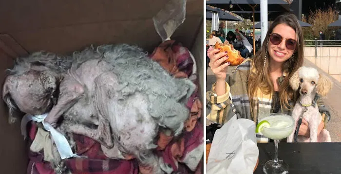 Guy Shares 22 Incredible Before & After Rescue Dog Transformations, Shows What Love Can Do (New Pics)