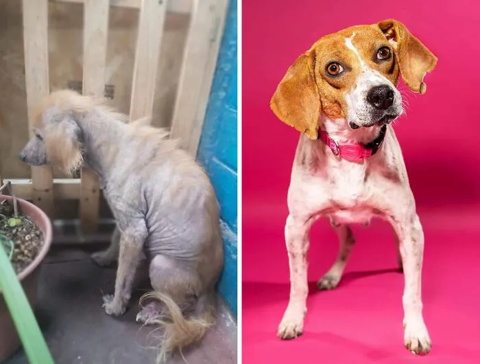 Guy Shares 22 Incredible Before & After Rescue Dog Transformations, Shows What Love Can Do (New Pics)