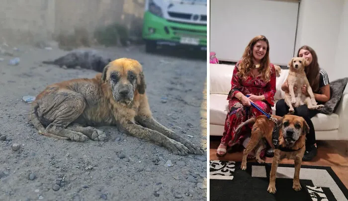 Guy Shares 22 Incredible Before & After Rescue Dog Transformations, Shows What Love Can Do (New Pics)