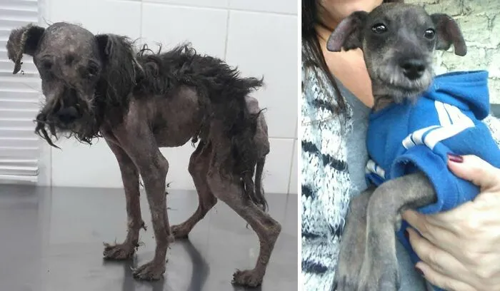 Guy Shares 22 Incredible Before & After Rescue Dog Transformations, Shows What Love Can Do (New Pics)