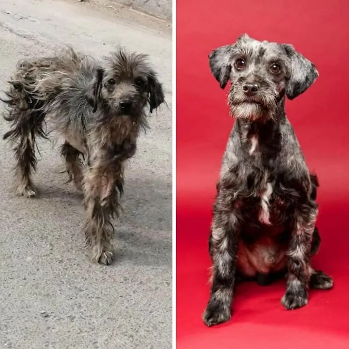 Guy Shares 22 Incredible Before & After Rescue Dog Transformations, Shows What Love Can Do (New Pics)