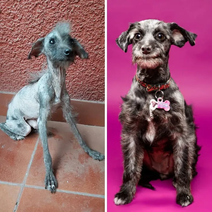Guy Shares 22 Incredible Before & After Rescue Dog Transformations, Shows What Love Can Do (New Pics)