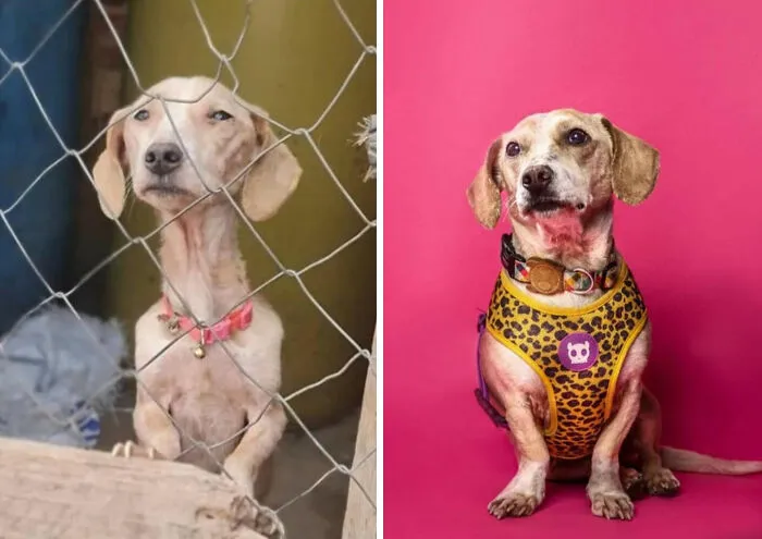 Guy Shares 22 Incredible Before & After Rescue Dog Transformations, Shows What Love Can Do (New Pics)