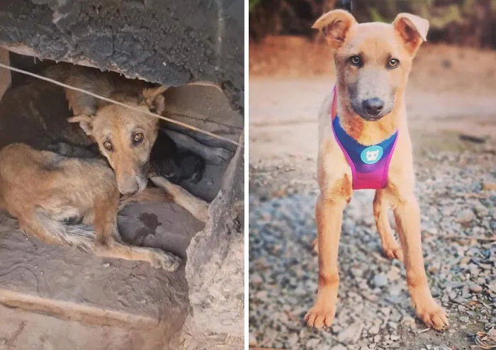 Guy Shares 22 Incredible Before & After Rescue Dog Transformations, Shows What Love Can Do (New Pics)