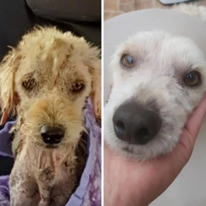 Guy Shares 22 Incredible Before & After Rescue Dog Transformations, Shows What Love Can Do (New Pics)
