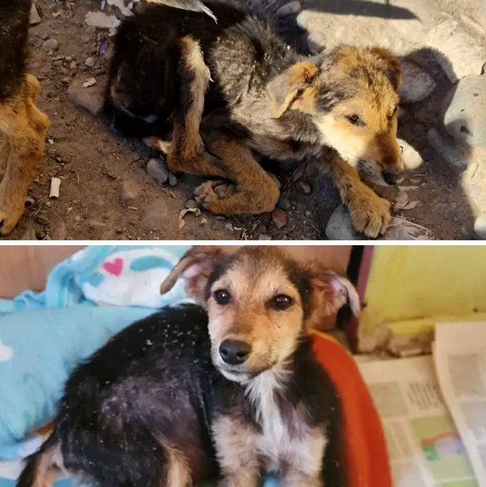Guy Shares 22 Incredible Before & After Rescue Dog Transformations, Shows What Love Can Do (New Pics)