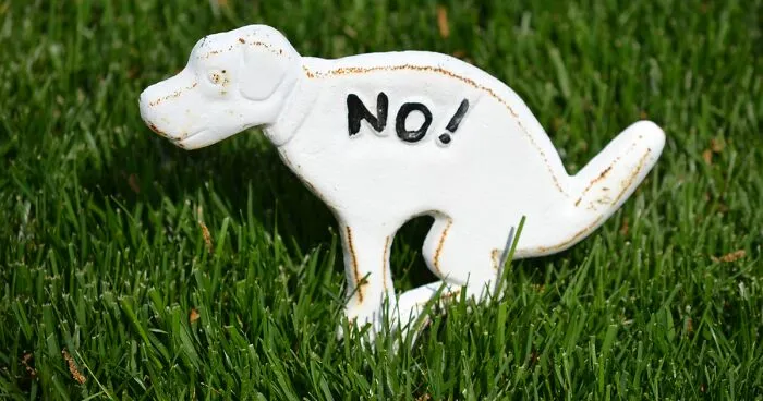 6 Effective Ways to Keep Dogs from Pooping in Your Yard