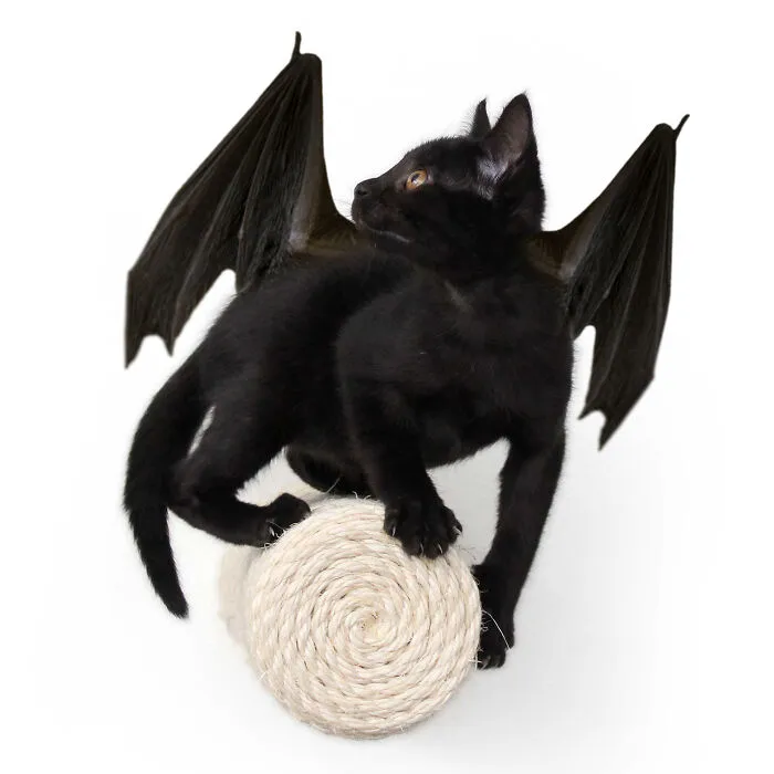 Spooky Halloween Cats (12 Pics)