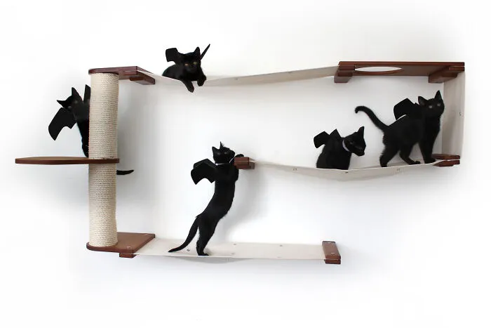 Kitten Bats