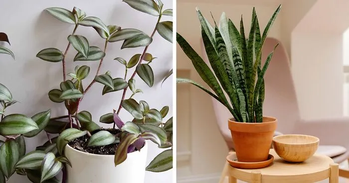 21 Low-Light Indoor Plants That Give Beautiful Results With Low Effort